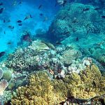 Lautan Dunia Pecahkan Rekor Panas Di 2025