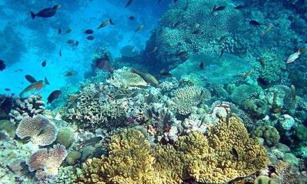 Lautan Dunia Pecahkan Rekor Panas Di 2025