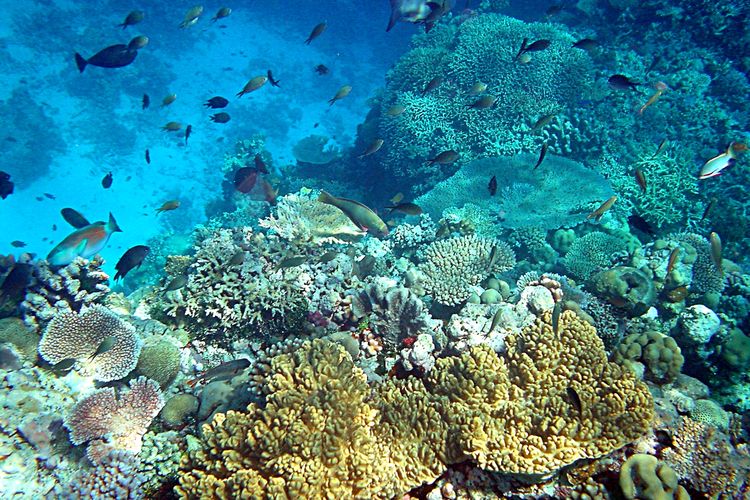 Lautan Dunia Pecahkan Rekor Panas Di 2025