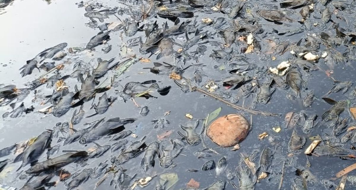 Sungai Banyak Ikan Sapu-Sapu? Simak Penjelasan Ahli Berikut Ini