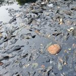 Sungai Banyak Ikan Sapu-Sapu? Simak Penjelasan Ahli Berikut Ini