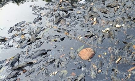 Sungai Banyak Ikan Sapu-Sapu? Simak Penjelasan Ahli Berikut Ini