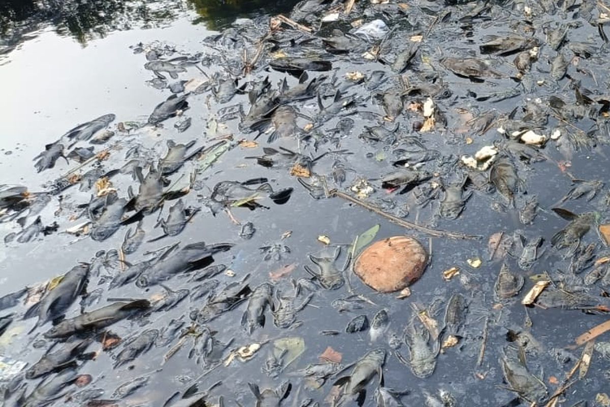 Sungai Banyak Ikan Sapu-Sapu? Simak Penjelasan Ahli Berikut Ini