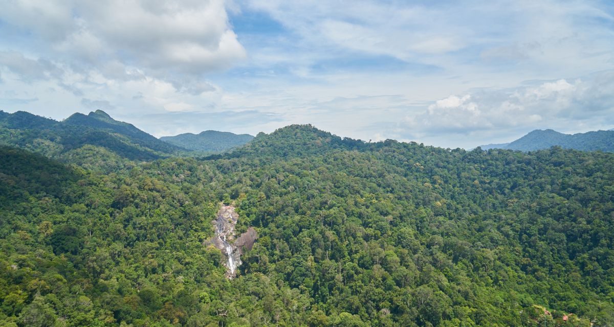 Hutan Tercekik Polusi Nitrogen, Bumi Bisa Makin Panas