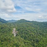 Hutan Tercekik Polusi Nitrogen, Bumi Bisa Makin Panas