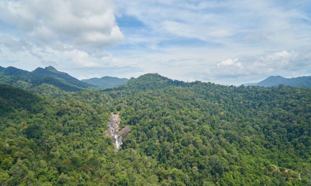 Hutan Tercekik Polusi Nitrogen, Bumi Bisa Makin Panas