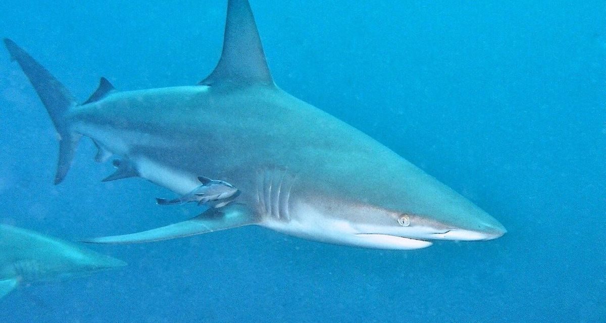Imbas Perubahan Iklim: Hiu Kini Makin Sering Teror Manusia