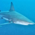Imbas Perubahan Iklim: Hiu Kini Makin Sering Teror Manusia