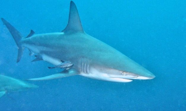 Imbas Perubahan Iklim: Hiu Kini Makin Sering Teror Manusia