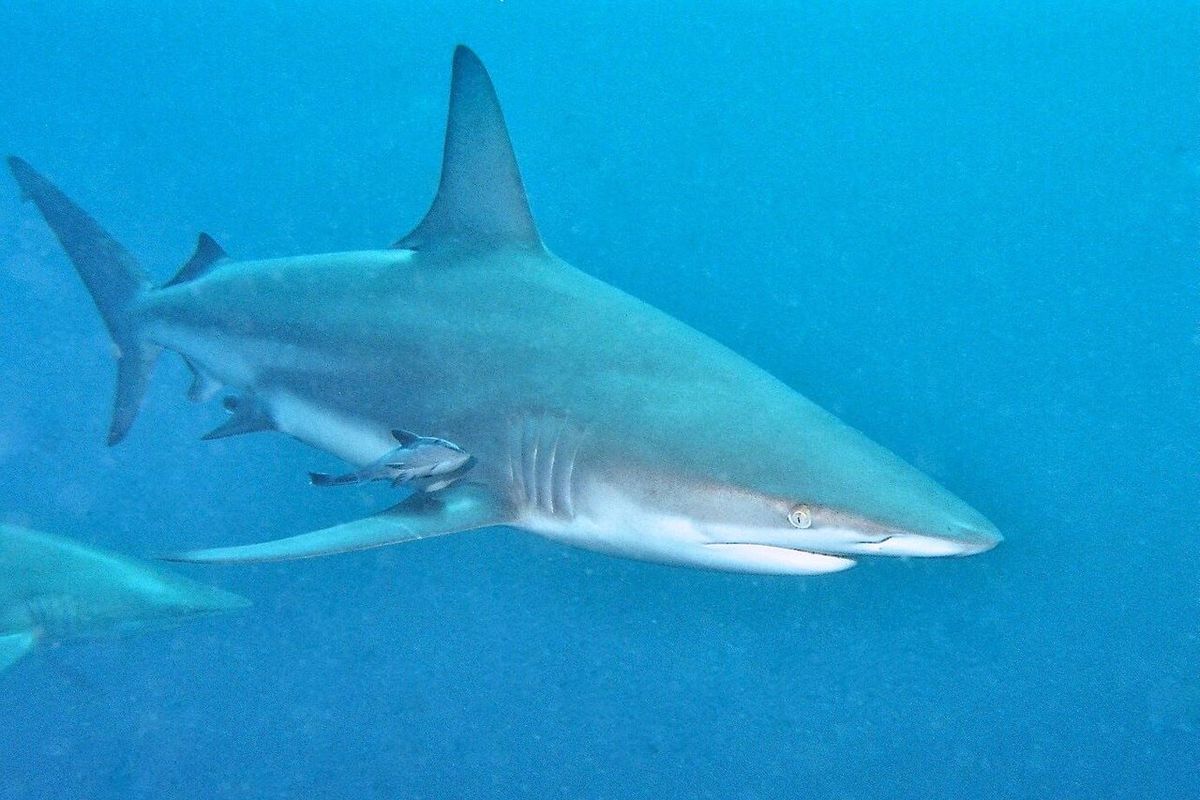 Imbas Perubahan Iklim: Hiu Kini Makin Sering Teror Manusia