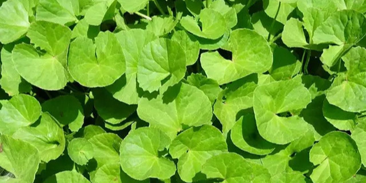 Manfaat Tanaman Centella Asiatica Yang Masih Jarang Di Ketahui