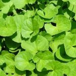 Manfaat Tanaman Centella Asiatica Yang Masih Jarang Di Ketahui