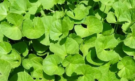 Manfaat Tanaman Centella Asiatica Yang Masih Jarang Di Ketahui