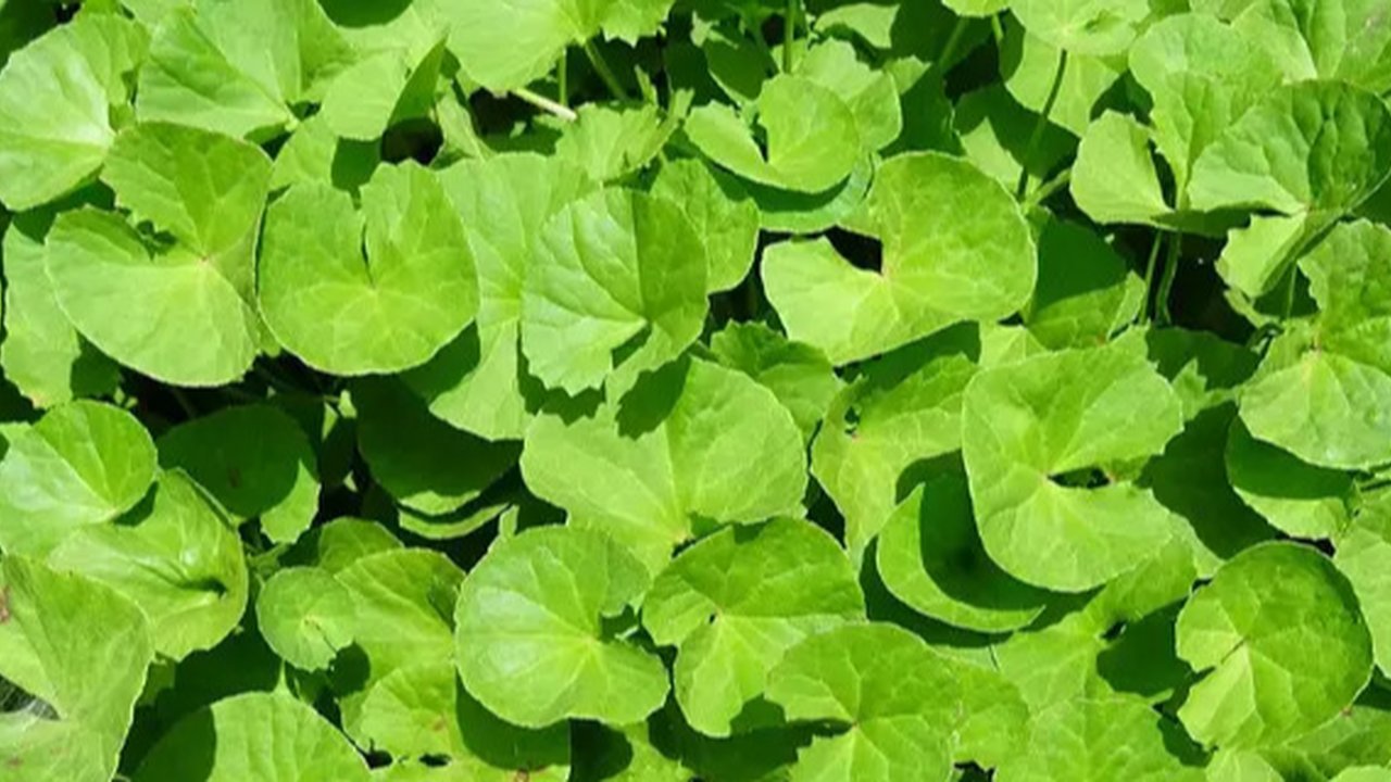 Manfaat Tanaman Centella Asiatica Yang Masih Jarang Di Ketahui