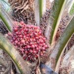 Manajemen Air Sawit: Rahasia Pohon Tetap Berbuah Lebat