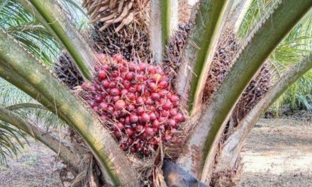 Manajemen Air Sawit: Rahasia Pohon Tetap Berbuah Lebat