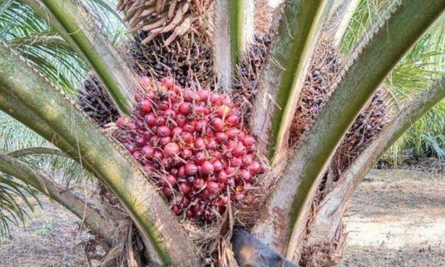 Manajemen Air Sawit: Rahasia Pohon Tetap Berbuah Lebat