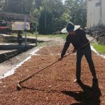 Panen Gagal, Siap-Siap Harga Kopi Bakal “Mencekik”