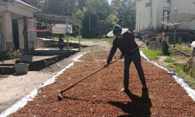 Panen Gagal, Siap-Siap Harga Kopi Bakal “Mencekik”
