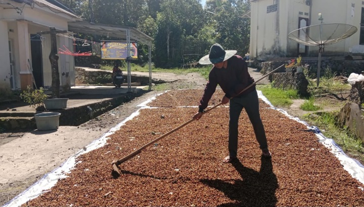 Panen Gagal, Siap-Siap Harga Kopi Bakal “Mencekik”