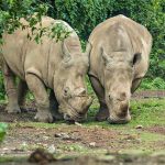 Pertaruhan Nyawa Badak Jawa Di Habitat Barunya