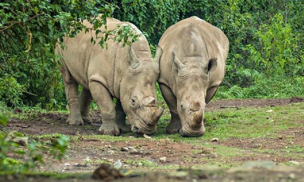 Pertaruhan Nyawa Badak Jawa Di Habitat Barunya