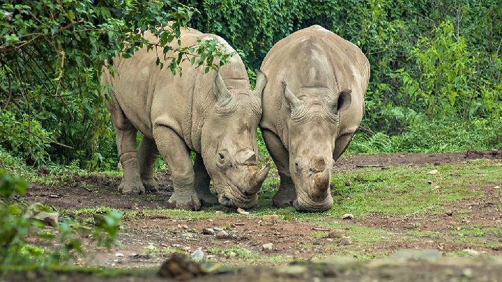 Pertaruhan Nyawa Badak Jawa Di Habitat Barunya