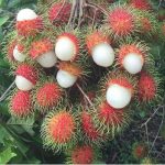 Alasan Rambutan Binjai Jadi Yang Paling Juara