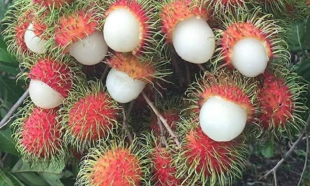 Alasan Rambutan Binjai Jadi Yang Paling Juara