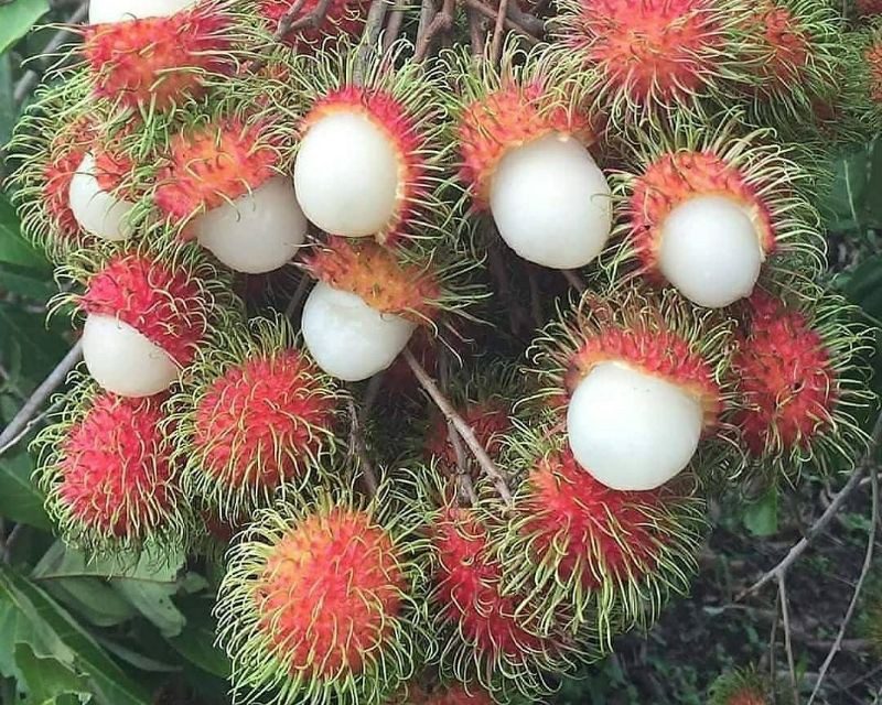 Alasan Rambutan Binjai Jadi Yang Paling Juara