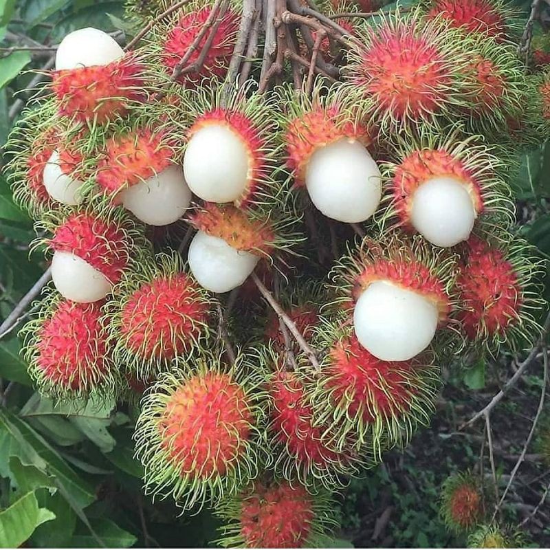 Alasan Rambutan Binjai Jadi Yang Paling Juara