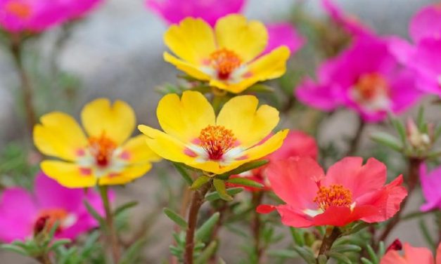 Bikin Teras Rumah Makin Cantik Pakai Krokot