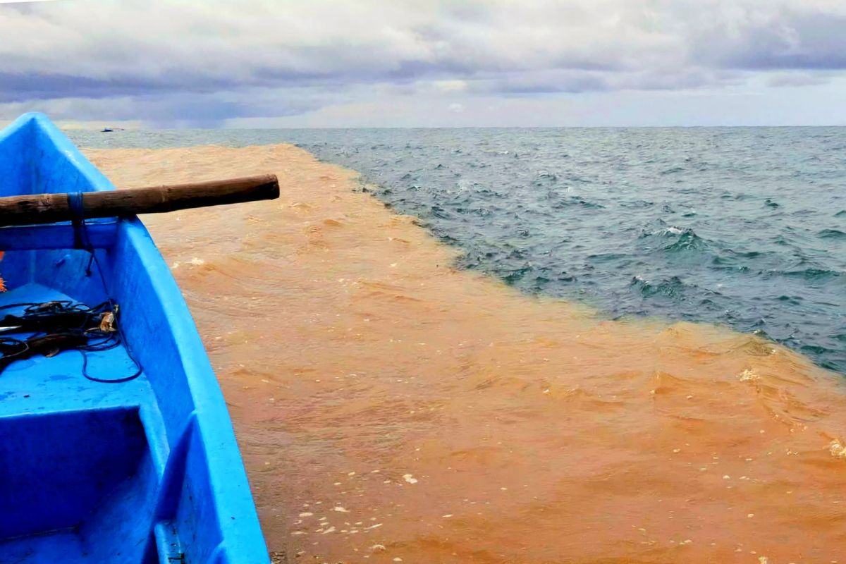 Laut Berubah Warna: Ini Penyebab Dan Bahayanya!