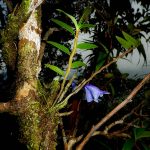 Penting & Mendesak: Jaga Anggrek Biru Raja Ampat!