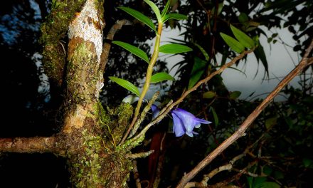 Penting & Mendesak: Jaga Anggrek Biru Raja Ampat!