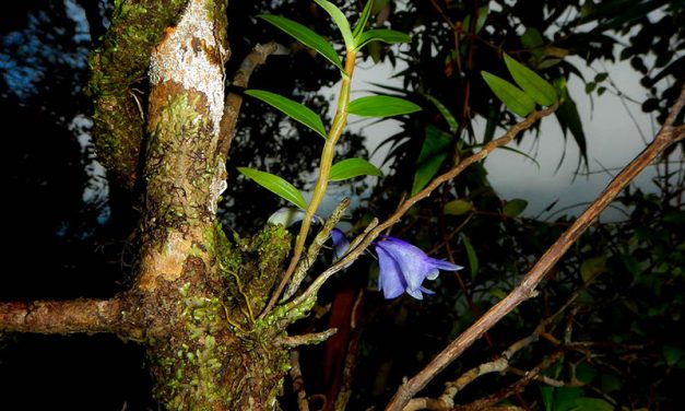 Penting & Mendesak: Jaga Anggrek Biru Raja Ampat!