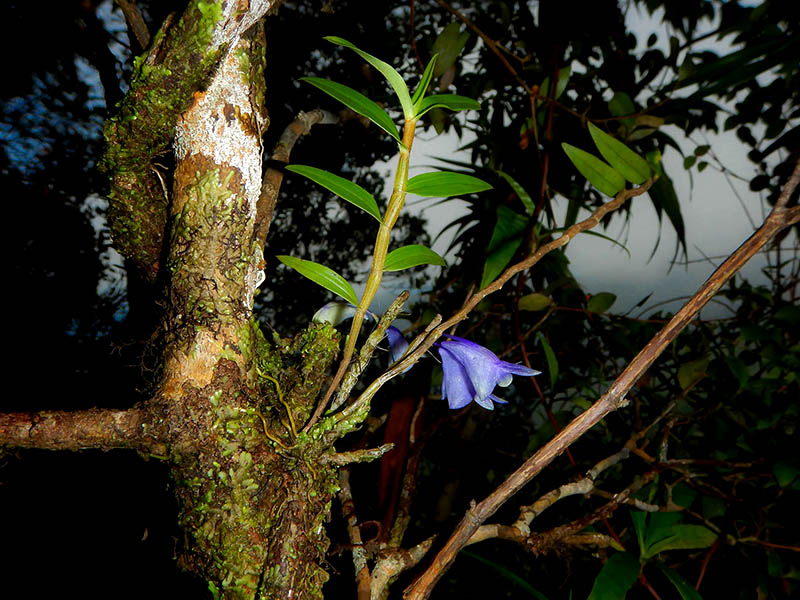 Penting & Mendesak: Jaga Anggrek Biru Raja Ampat!